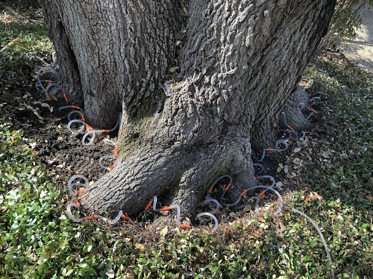 Detailed Tree Cabling and Bracing job site in Rock Creek