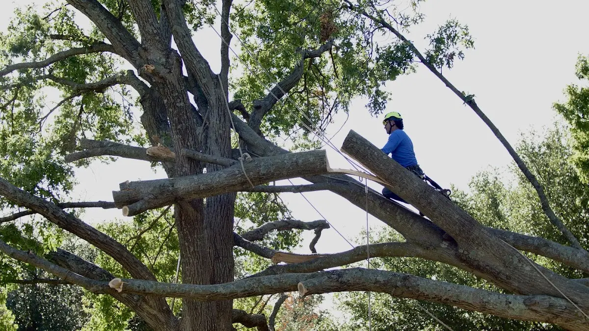 Professional Hazardous Tree Removal performed by certified arborists in Rock Creek