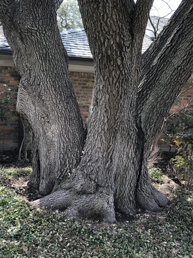 Mature heritage tree close to a Rock Creek property cared for by certified arborists